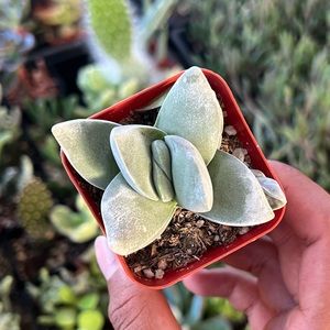 succulent plant moonglow 2 inch pot small